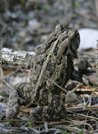 Fowler's Toad